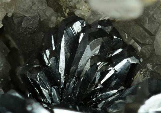 CC6484 specimen image