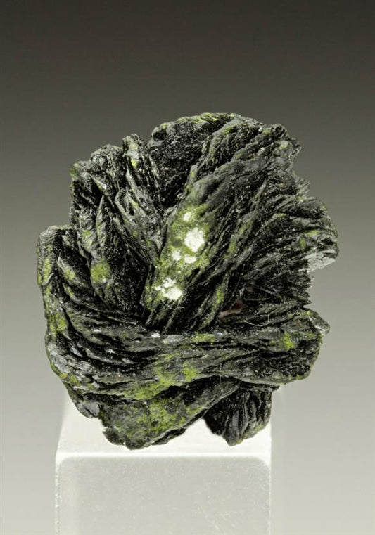 CC6488 specimen image