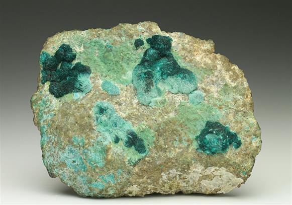 CC6560 specimen image