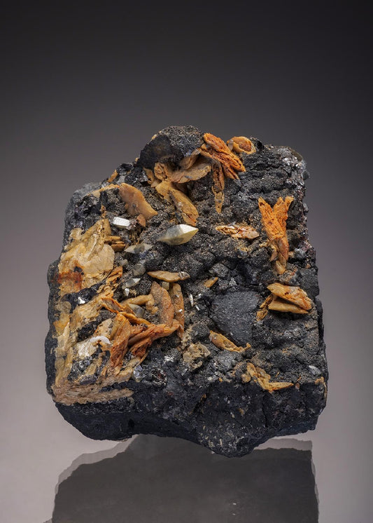 CC6569 specimen image