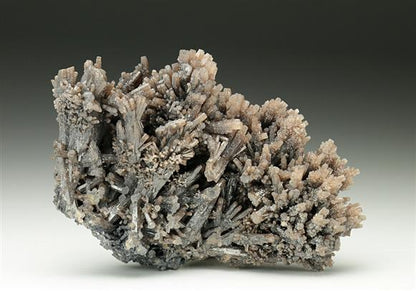 CC6576 specimen image