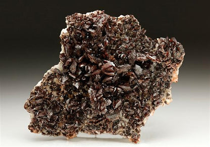 CC6937 specimen image