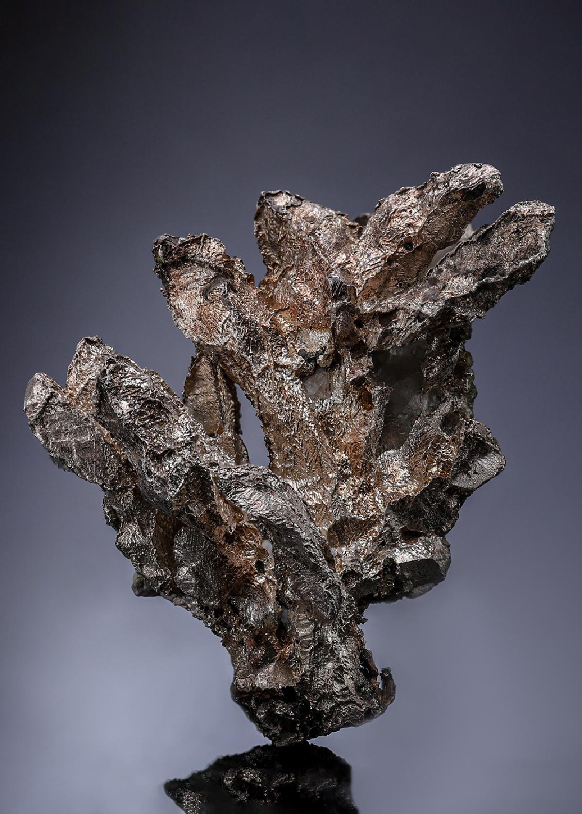 CC7329 specimen image