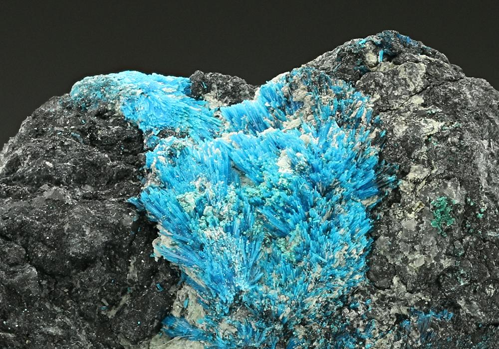 CC7379 specimen image