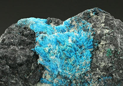 CC7379 specimen image