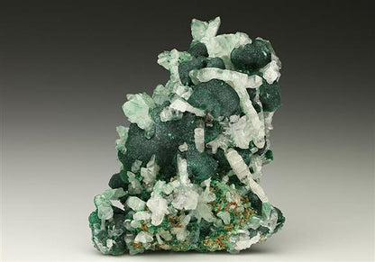 CC7398 specimen image
