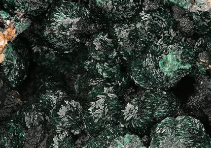 CC7509 specimen image