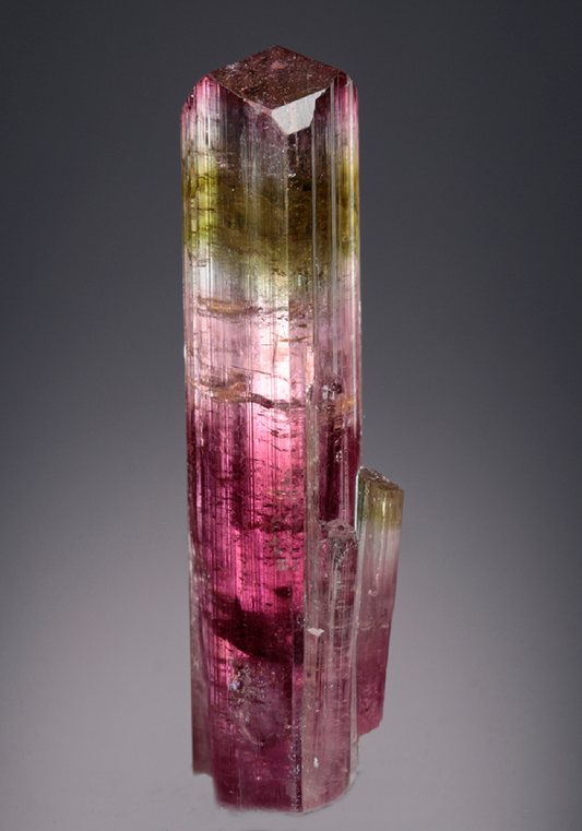 CC7528 specimen image