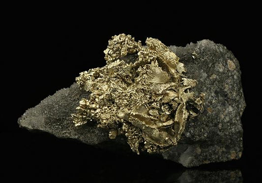 CC7538 specimen image