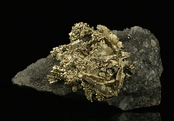 CC7538 specimen image