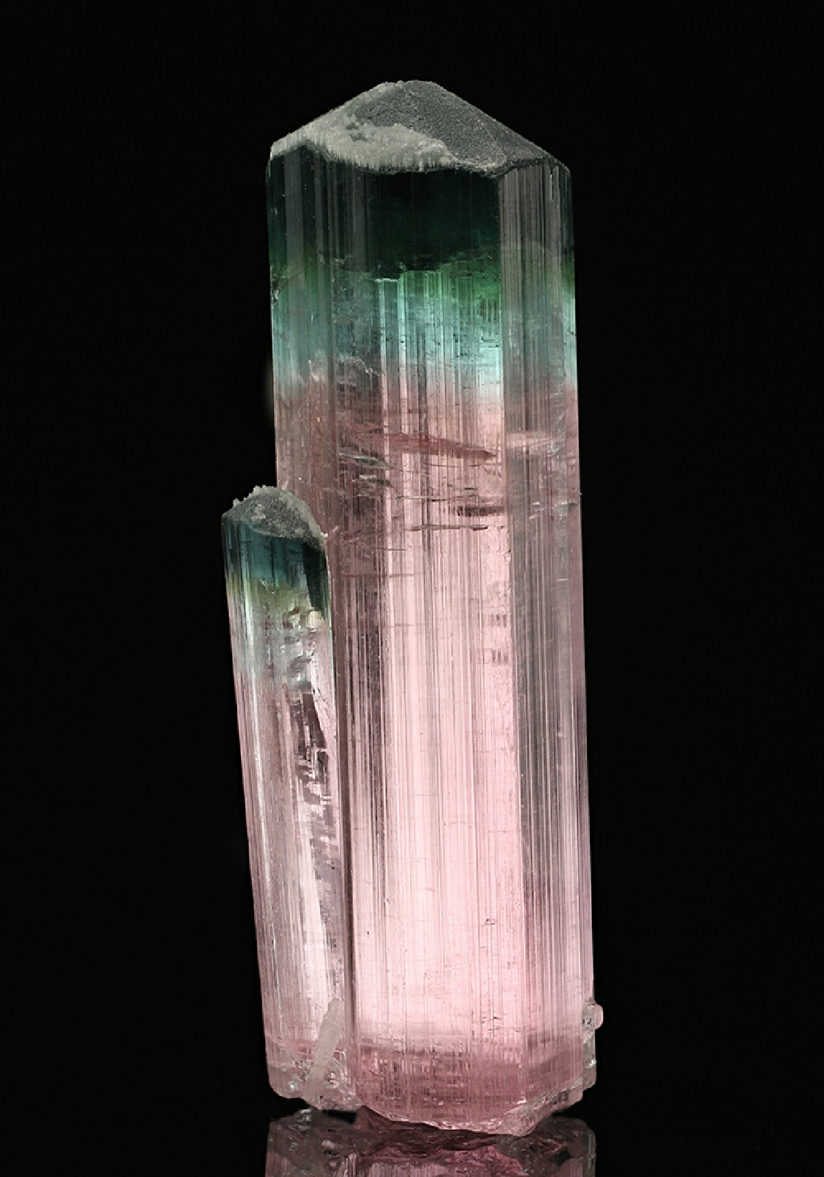 CC7550 specimen image