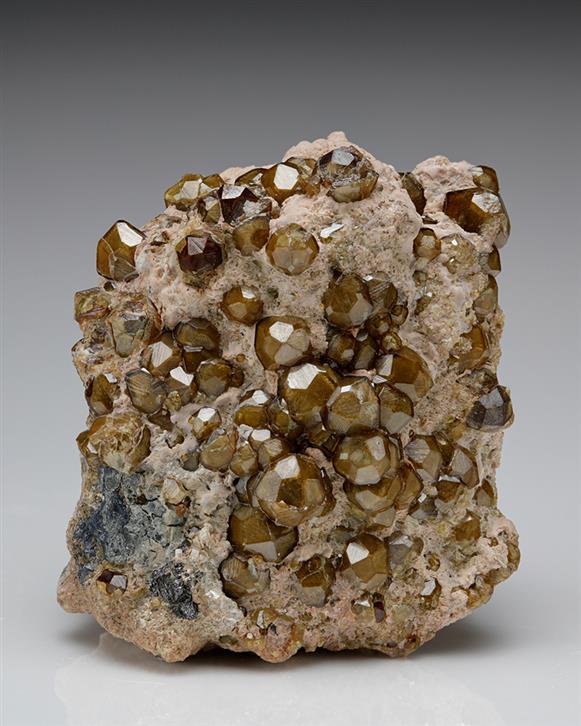 CC7561 specimen image