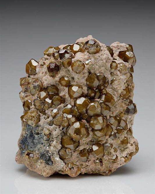 CC7561 specimen image