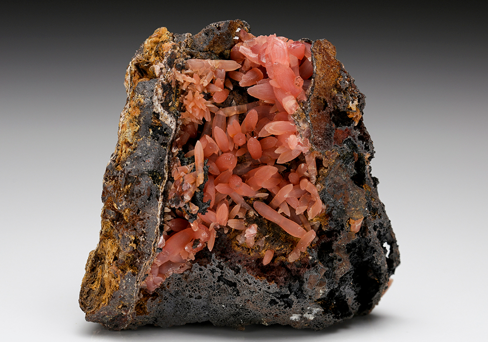 CC7582 specimen image
