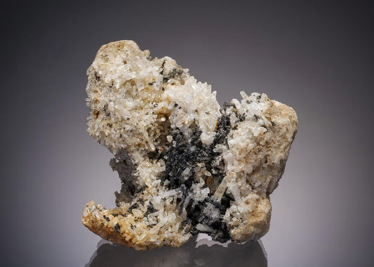 CC7696 specimen image