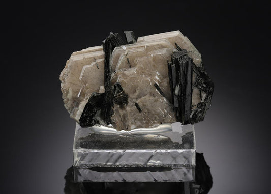 CC7748 specimen image