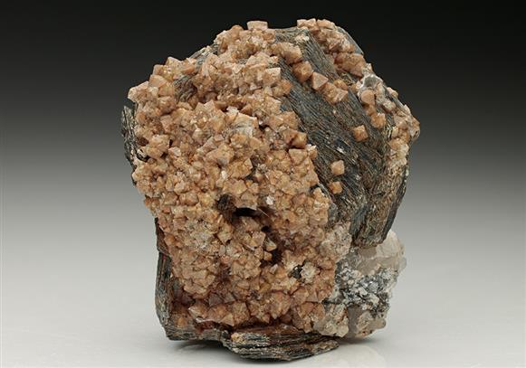 CC7774 specimen image