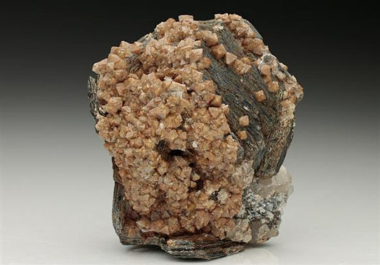 CC7774 specimen image