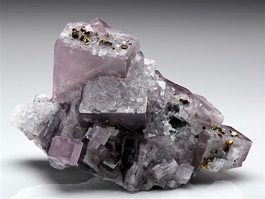 CC7796 specimen image