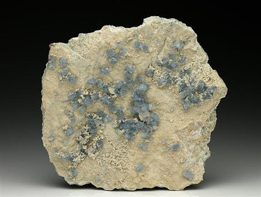 CC7811 specimen image