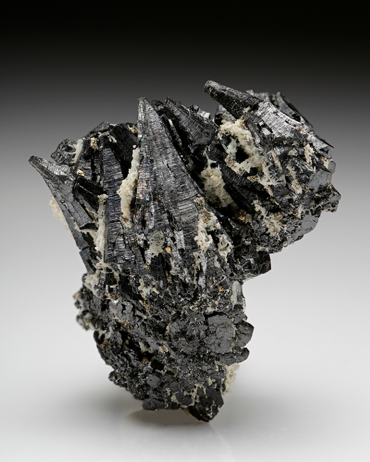 CC7924 specimen image