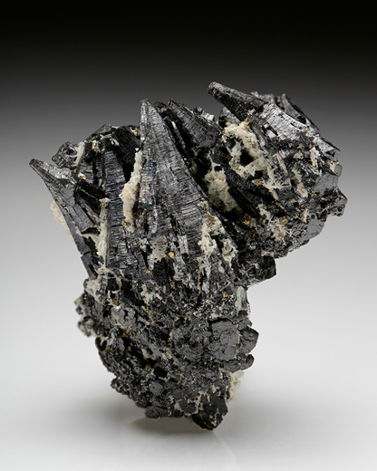 CC7924 specimen image