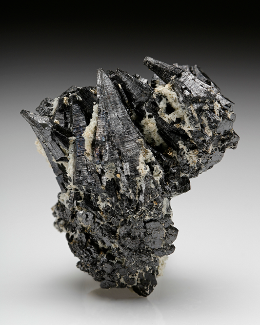 CC7924 specimen image