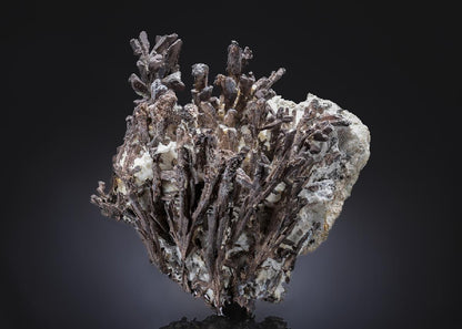 CC8037 specimen image