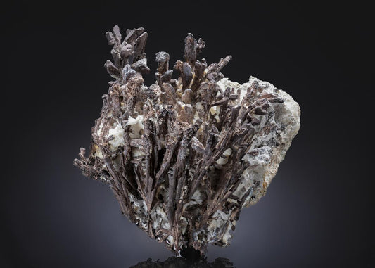 CC8037 specimen image