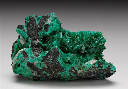 CC8184 specimen image