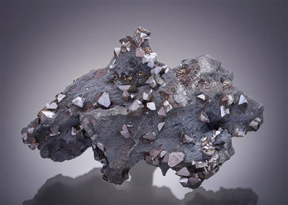 CC8505 specimen image