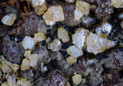 CC8557 specimen image