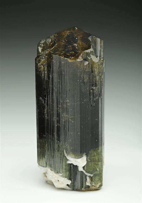 CC8658 specimen image