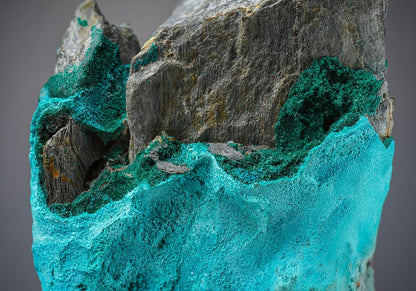 CC8779 specimen image