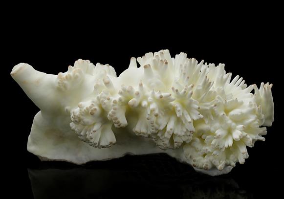 CC8917 specimen image