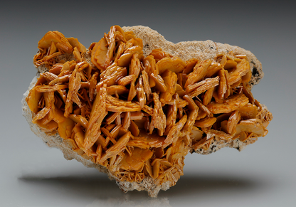 CC8961 specimen image