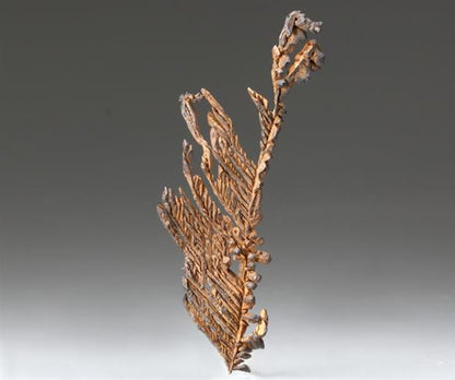 CC929 specimen image